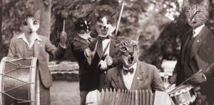 Cats Playing in a Band